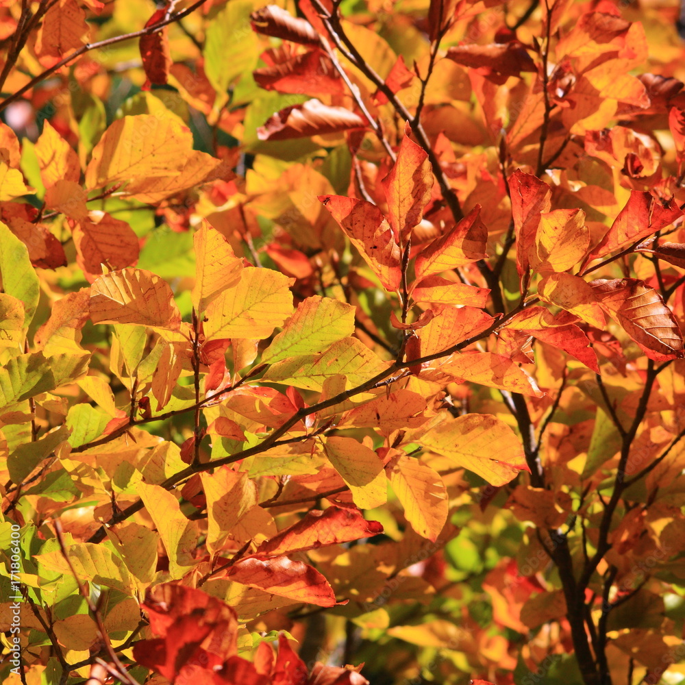Autumn foliage background with golden leaves