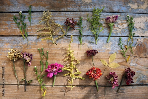 Different plants on a wooden background