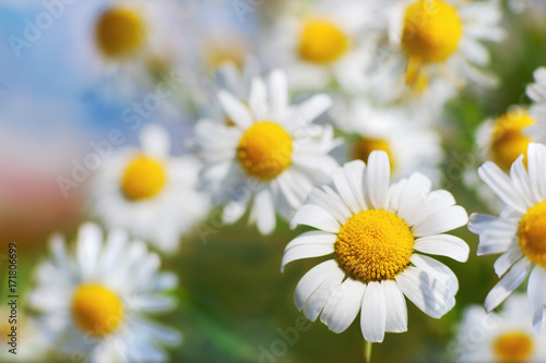 Chamomile among flowers