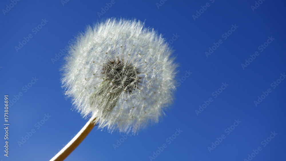 white fluffy dandelion.