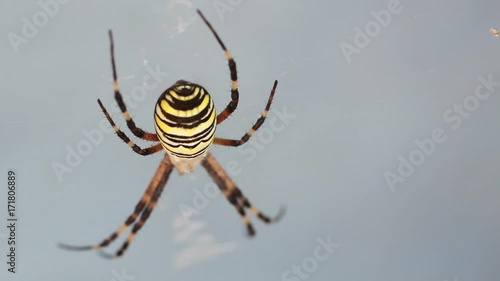 female spider arhiope in the web. macro shooting photo