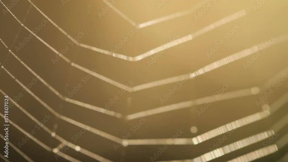 threads of the web are swinging in the wind. macro shooting threads of the web are swinging in the wind. macro shooting