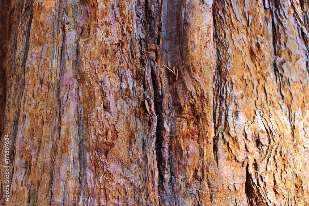 Fototapeta premium Rinde eines Mammut