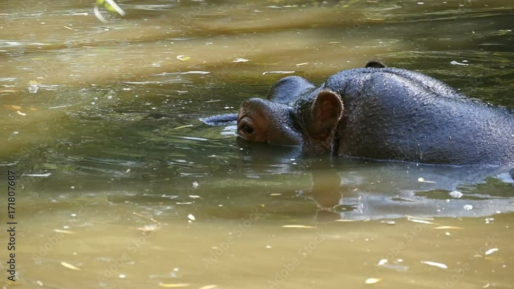 A close-up view of a gigantic brown hippo who sits and swims slowly in a pond happily looking around in summer in slow motion. Lazily he raises his nostrils out of water A close-up view of a gigantic brown hippo who sits and swims slowly in a pond happily looking around in summer in slow motion. Lazily he raises his nostrils out of water