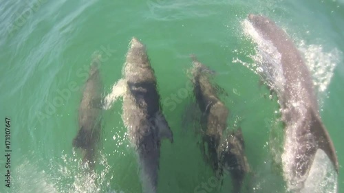 Bottlenose Dolphins Bowriding  photo