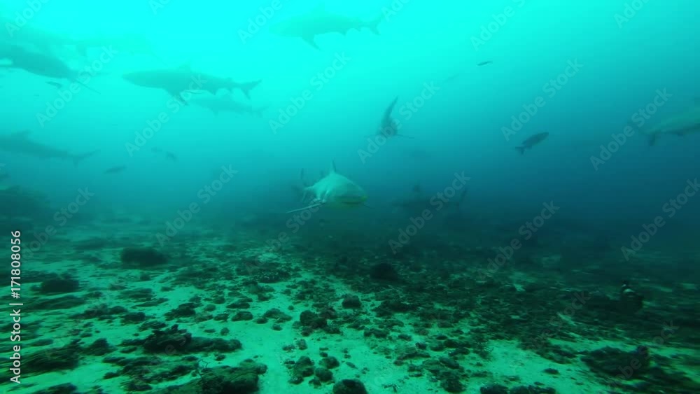 Herd of sharks in murky water, underwater POV Herd of sharks in murky water, underwater POV