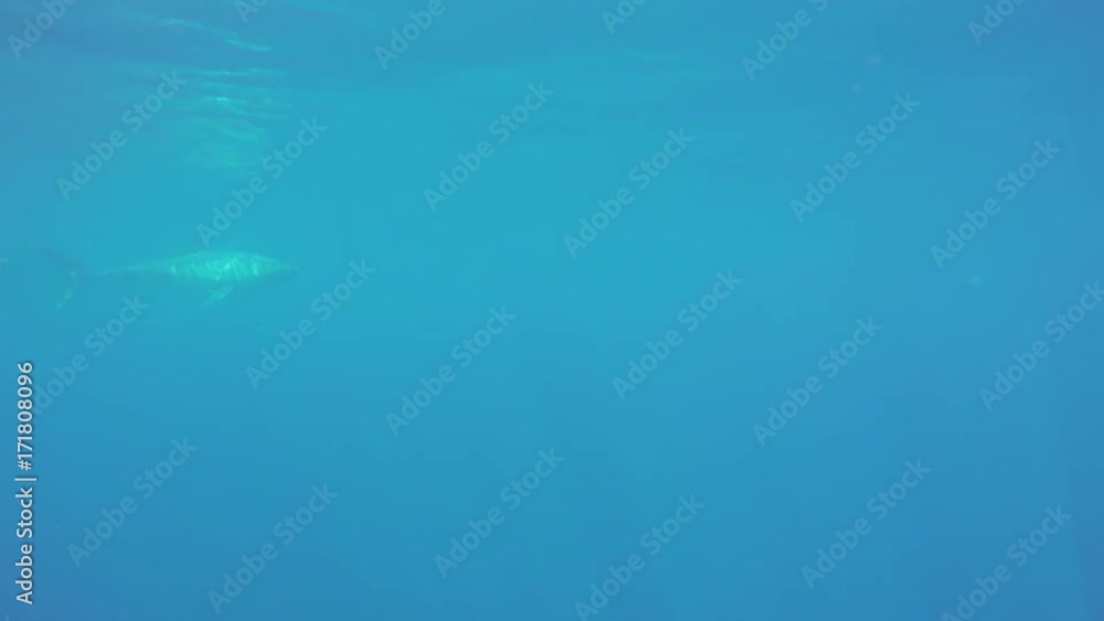 Underwater POV, lone great white shark swims near surface Underwater POV, lone great white shark swims near surface