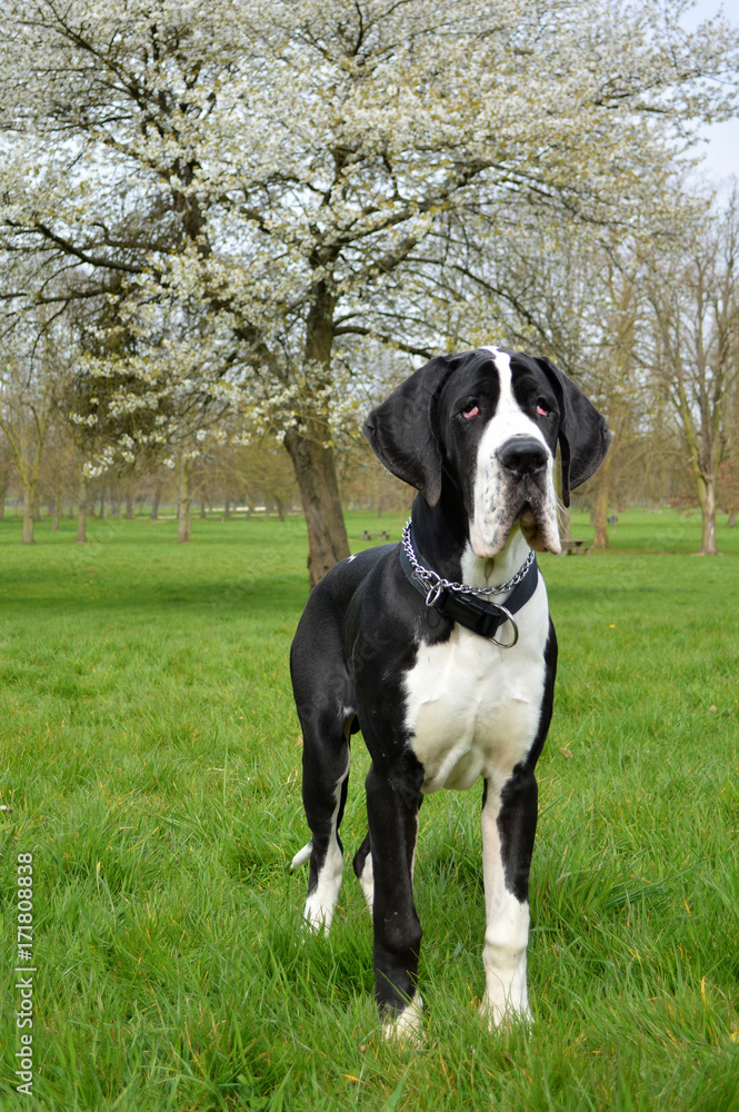 Black and white young great dane dog in the park.