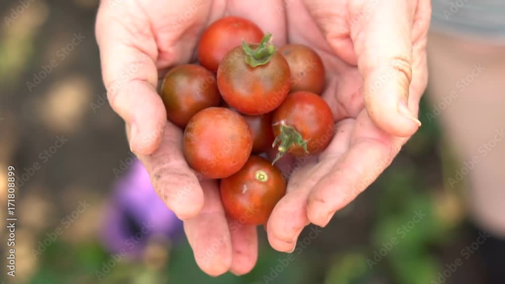 cherry tomatoes in female hands. Slow motion cherry tomatoes in female hands. Slow motion