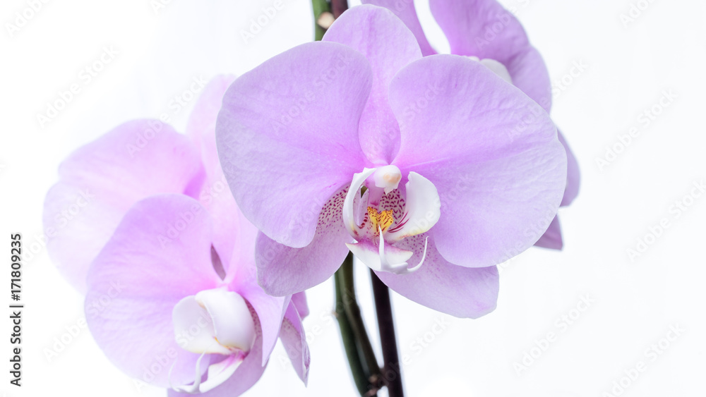 Pinke Orchidee isoliert vor weißem Hintergrund