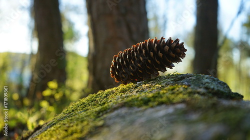 fir cone in the forest. © oleksandr