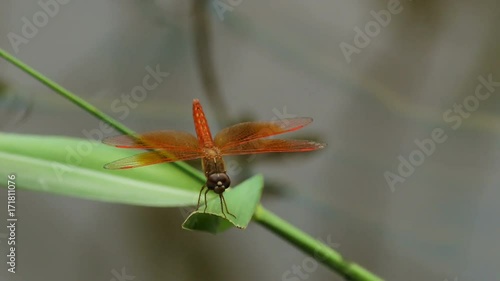 Dragonfly: Asian Amberwing resting on leaf photo