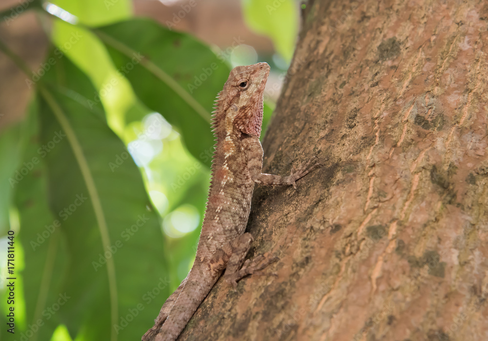 chameleon on the tree on nature background chameleon on the tree on nature background