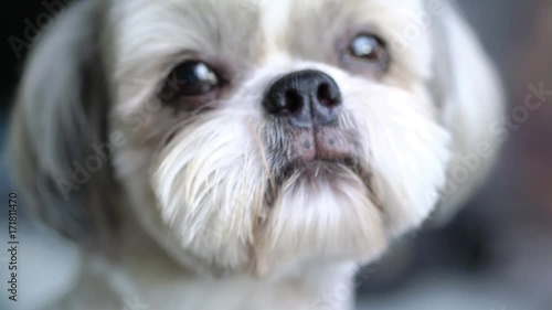 Cute shih tzu dog looking on camera closeup view. 4K.
