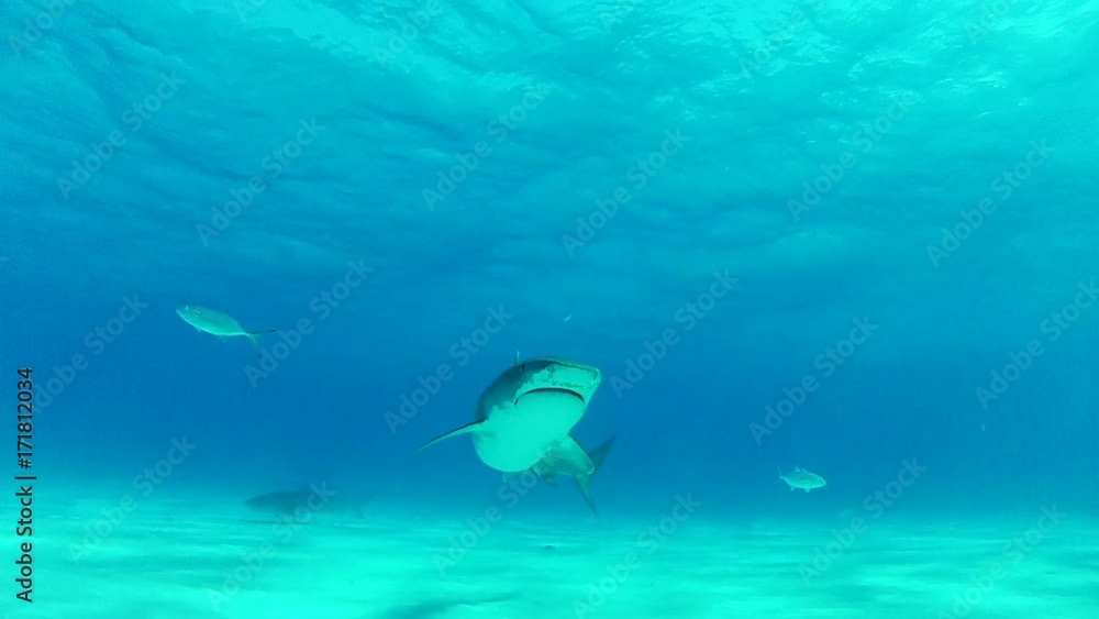 Lone tiger shark swims in tropical water, POV Lone tiger shark swims in tropical water, POV