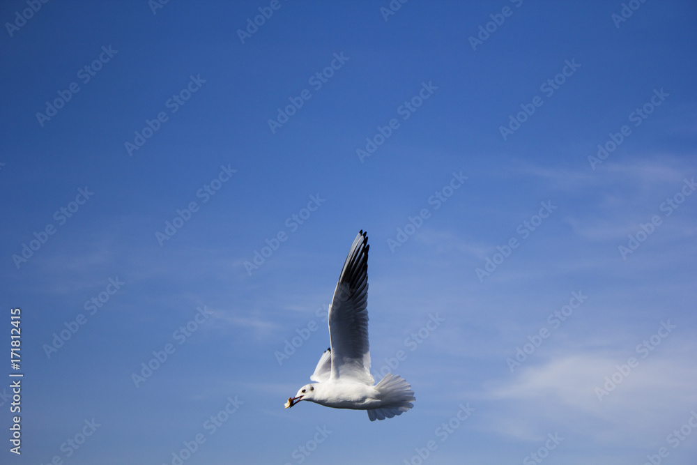 Obraz premium @huysuzkadraj