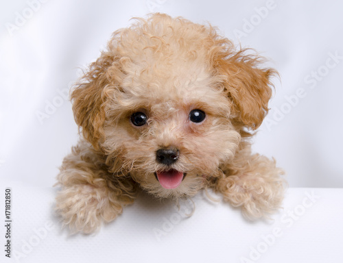 Photography teacup toy apricot poodle puppy looking over the edge of a white wall