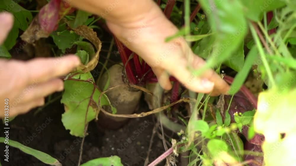 woman pulls out the mature beets from the bed. hands close-up. Slow motion woman pulls out the mature beets from the bed. hands close-up. Slow motion