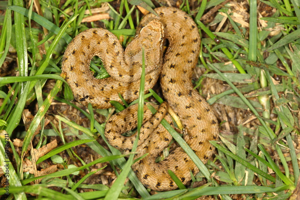 Fototapeta premium Close up of a young adder Aspis aspis