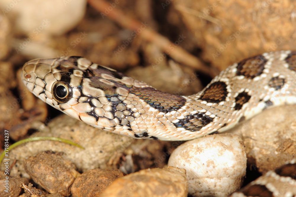 Macrophotography of a young snake Hemorrhois hippocrepis, picture taken in Garraf near Barcelona Spain. Macrophotography of a young snake Hemorrhois hippocrepis, picture taken in Garraf near Barcelona Spain.