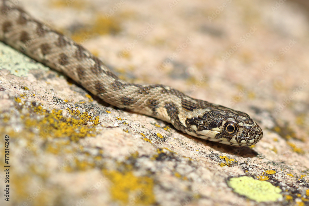 Water snake Natrix maura found near a river Water snake Natrix maura found near a river