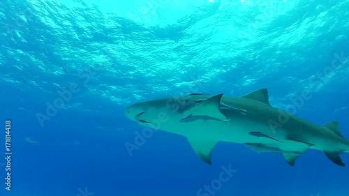 Wallpaper Mural Lemon shark swims in shallow water, underwater POV Torontodigital.ca