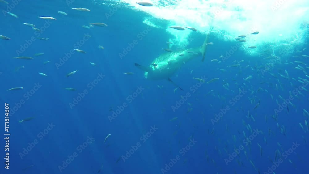Great white shark snatches bait in front of cage divers, POV Great white shark snatches bait in front of cage divers, POV