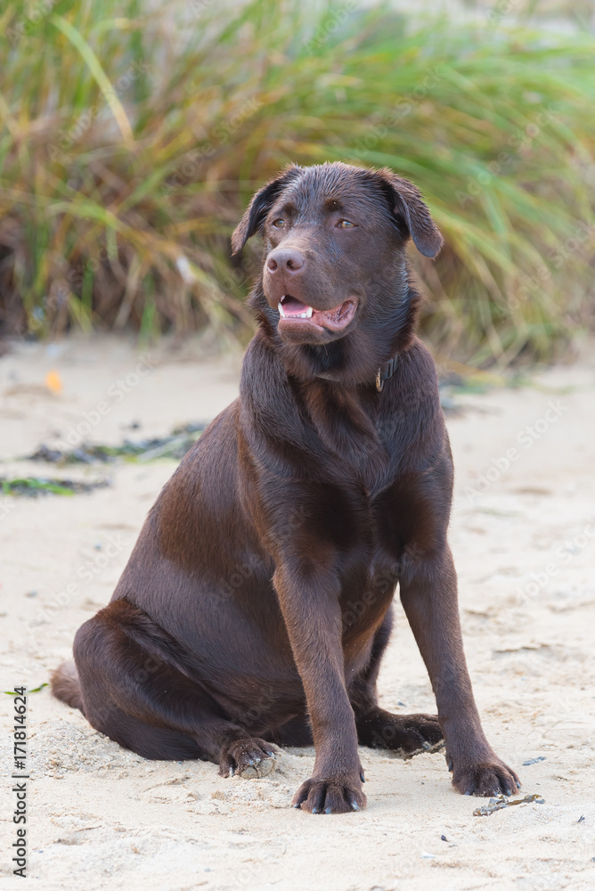 Dog labrador sitting on the sand, obedient dog
Dog labrador sitting on the sand, obedient dog