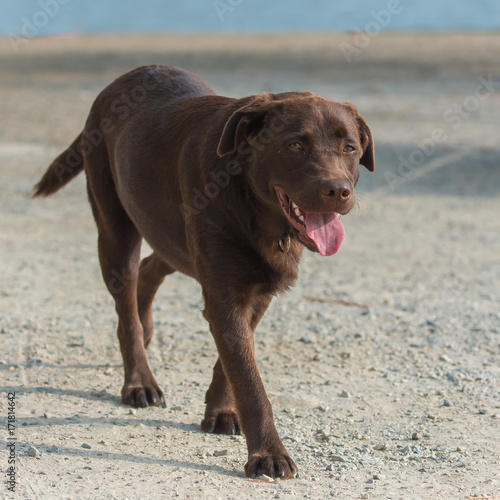  Dog labrador walking on the shore, beautiful young dog 