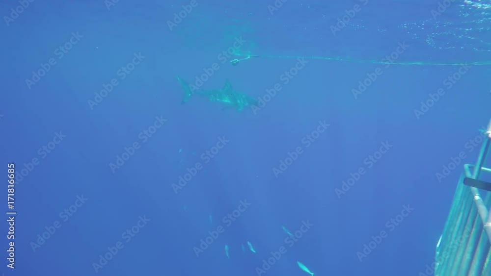 Great white shark chases moving bait, POV Great white shark chases moving bait, POV