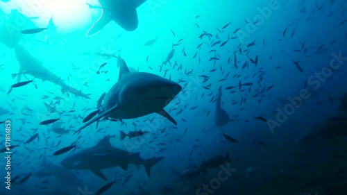 Sharks and fish circle around seafloor, POV