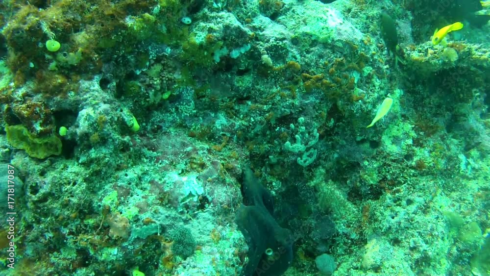 Octopus hides in hole in reef, POV Octopus hides in hole in reef, POV