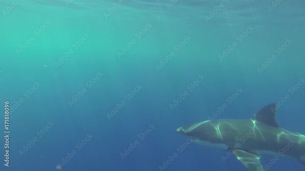 Shark cage POV, great white shark swims under bait Shark cage POV, great white shark swims under bait