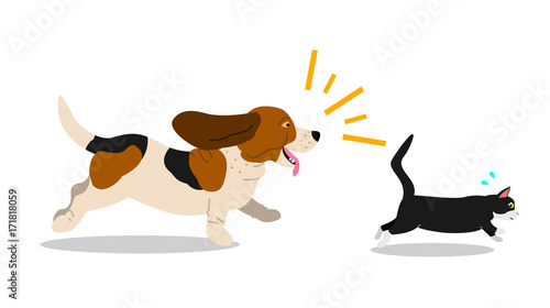 dog chases cat