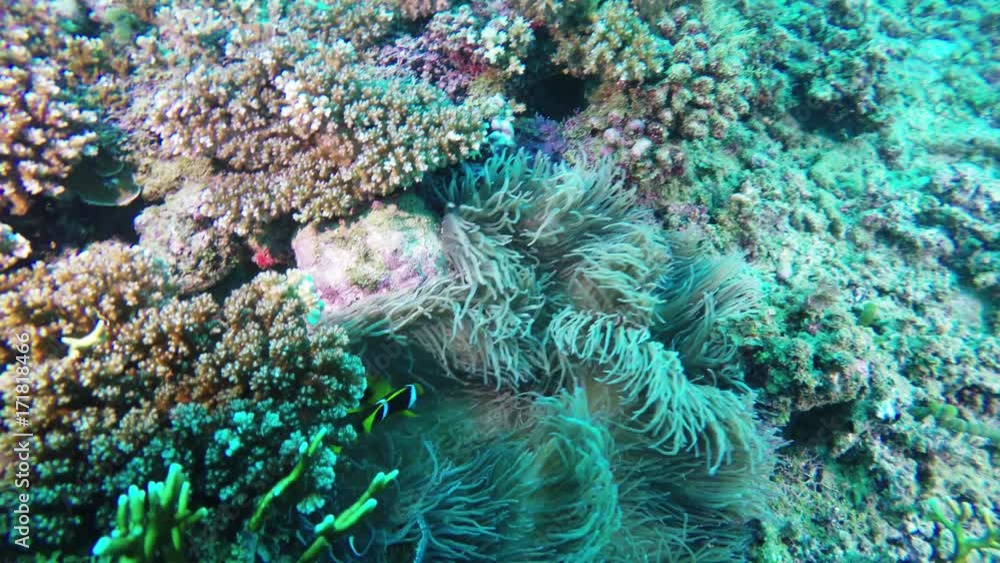 POV, clownfish swim in sea anemone in Fiji reef POV, clownfish swim in sea anemone in Fiji reef