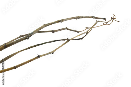 branch