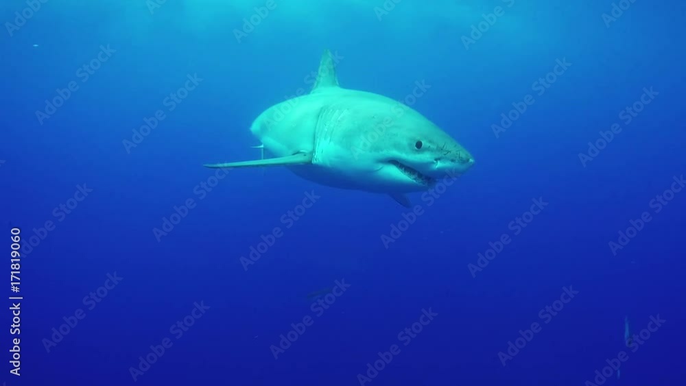 Great white shark swims near surface, POV Great white shark swims near surface, POV