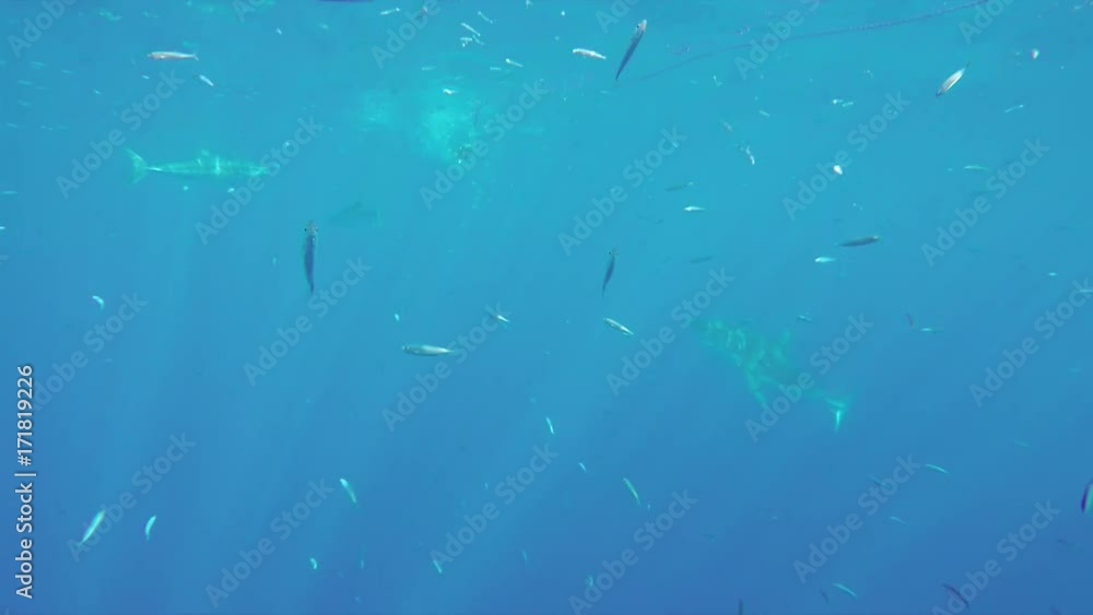 Great white shark attacks bait, POV Great white shark attacks bait, POV