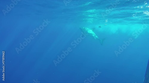 Wallpaper Mural Great white shark misses bait near diving cage, POV Torontodigital.ca
