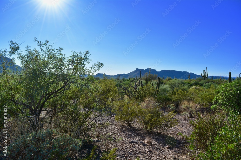 Organ Pipe Cactus National Monument Landscape Arizona
