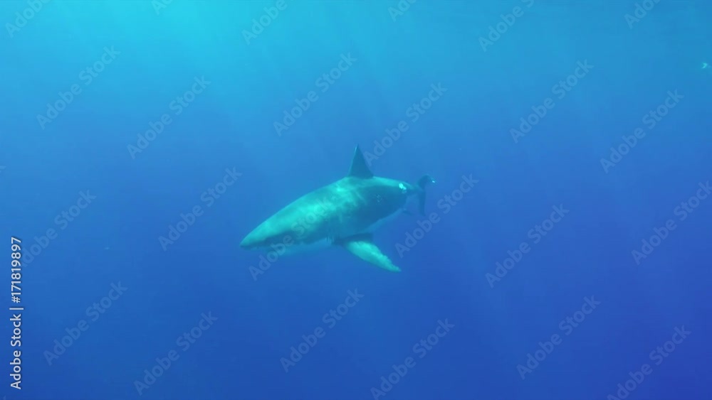 Great white calmly swims in deep ocean, POV Great white calmly swims in deep ocean, POV
