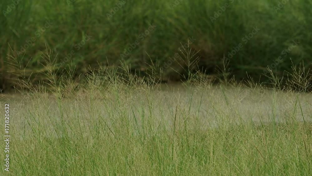 Wheat field on wetland Wheat field on wetland