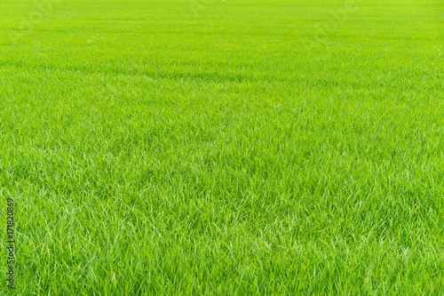 Green rice fields Textures