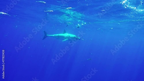 Bait lures great white shark in open ocean, POV