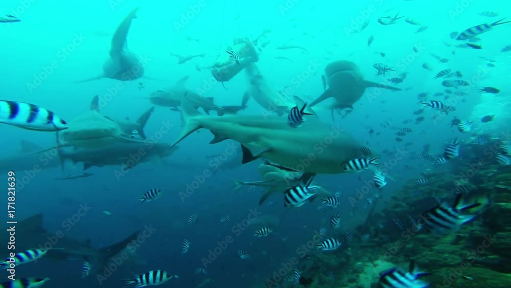 Herd of sharks circle under bait bin, POV Herd of sharks circle under bait bin, POV