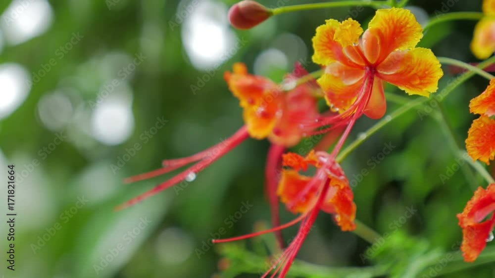 red flower, Caesalpinia pulcherrima,Barbadose Pride, Dwarf Poinciana red flower, Caesalpinia pulcherrima,Barbadose Pride, Dwarf Poinciana