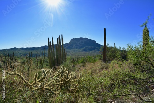 Organ Pipe Cactus National Monument Landscape Arizona