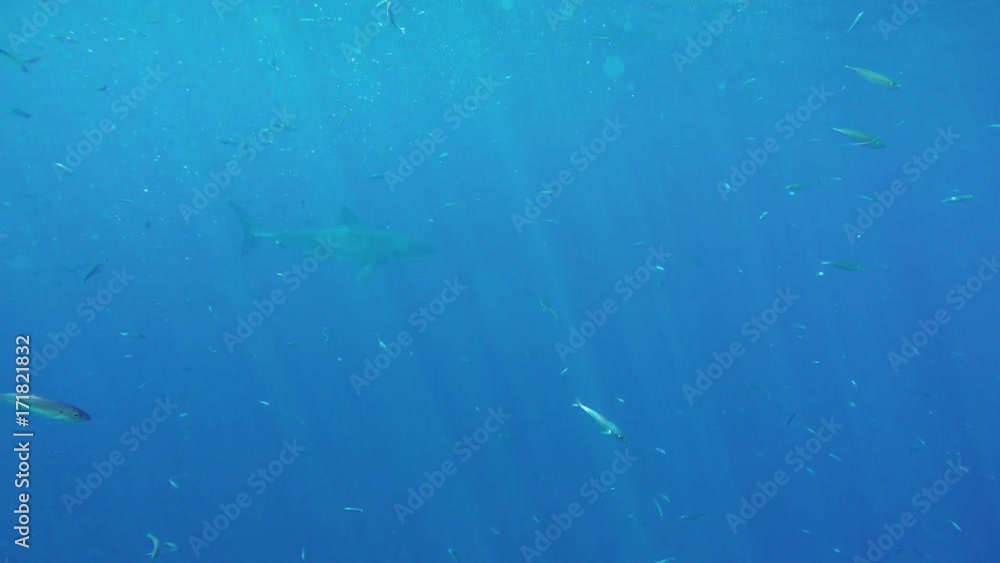 Great white shark dives, POV Great white shark dives, POV