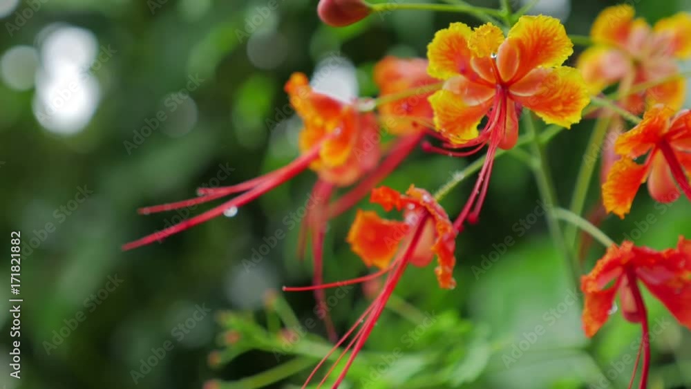 red flower, Caesalpinia pulcherrima,Barbadose Pride, Dwarf Poinciana red flower, Caesalpinia pulcherrima,Barbadose Pride, Dwarf Poinciana