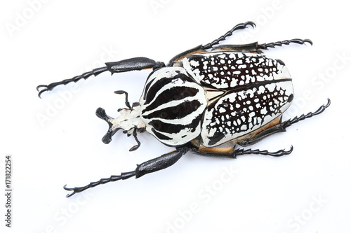 goliathus orientalis beetle © easyparadise